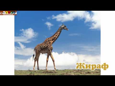 Логопедическое видео - Развивающее видео. Логопедия. Буква Ж. Часть 2