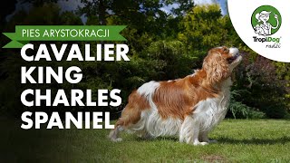 Cavalier King Charles Spaniel  pies arystokracji