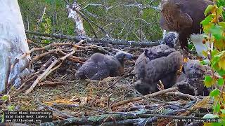 Little Miami Conservancy Bald Eagle 28.04.2024 20:09