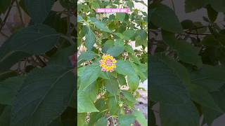 Đoạn tái bút #bolero #tamtrang #nhachaymoingay #thanhthaitv 
