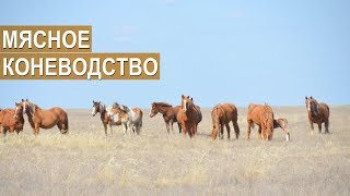 Фермер Мякишев С.И. О мясном коневодстве в Волгоградской области
