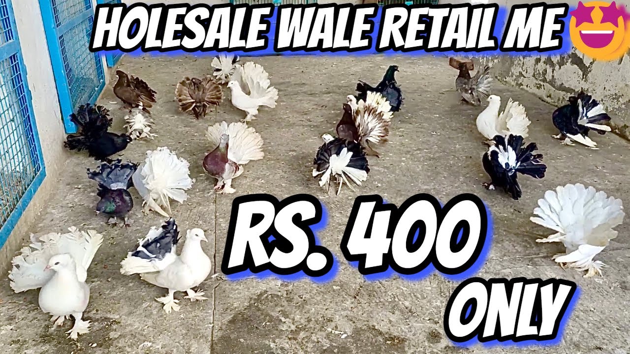 All Fancy Pigeons Holesale wale Retail me Only Rs.500/ All India Delivery / Masakali Kabootar