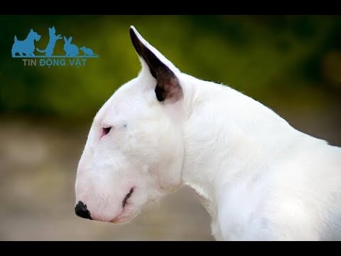 Video: Hướng dẫn của bạn về xã hội Bull Terrier