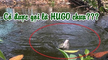 Câu cá ở cái đìa lâu năm lên cá thác lác khủng|Fishing VietNam