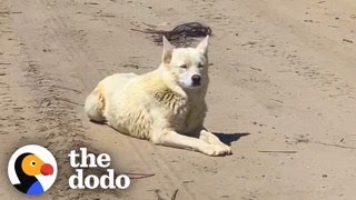 Husky Waits 733 Days To Meet Her Family | The Dodo