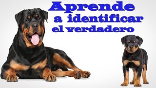 como saber si tu rottweiler es puro? cualidades del verdadero rottweiler de raza pura identifícalo