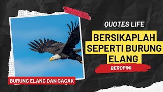 Satu-satunya Burung Yang Berani Mematuk Elang Adalah Burung Gagak! Bersikaplah Seperti Burung Elang