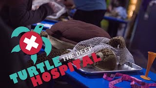 Turtle Hospital | 2023 Highlights | The Deep Hull