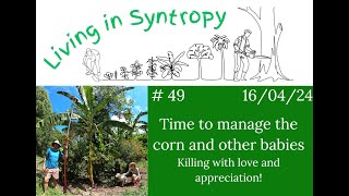 Managing Corn in the Syntropic System - Regeneration over Production...