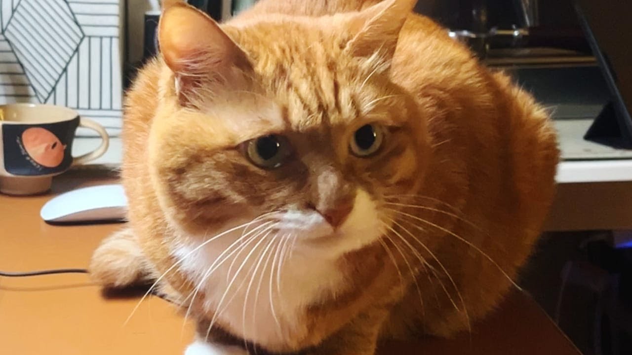 我吗？不是的。我没有。