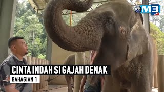 Majalah 3 | Cinta Indah Si Gajah Denak Bhg 1