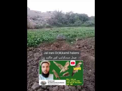 جل مشهدی برای خریدبه تماس شوید