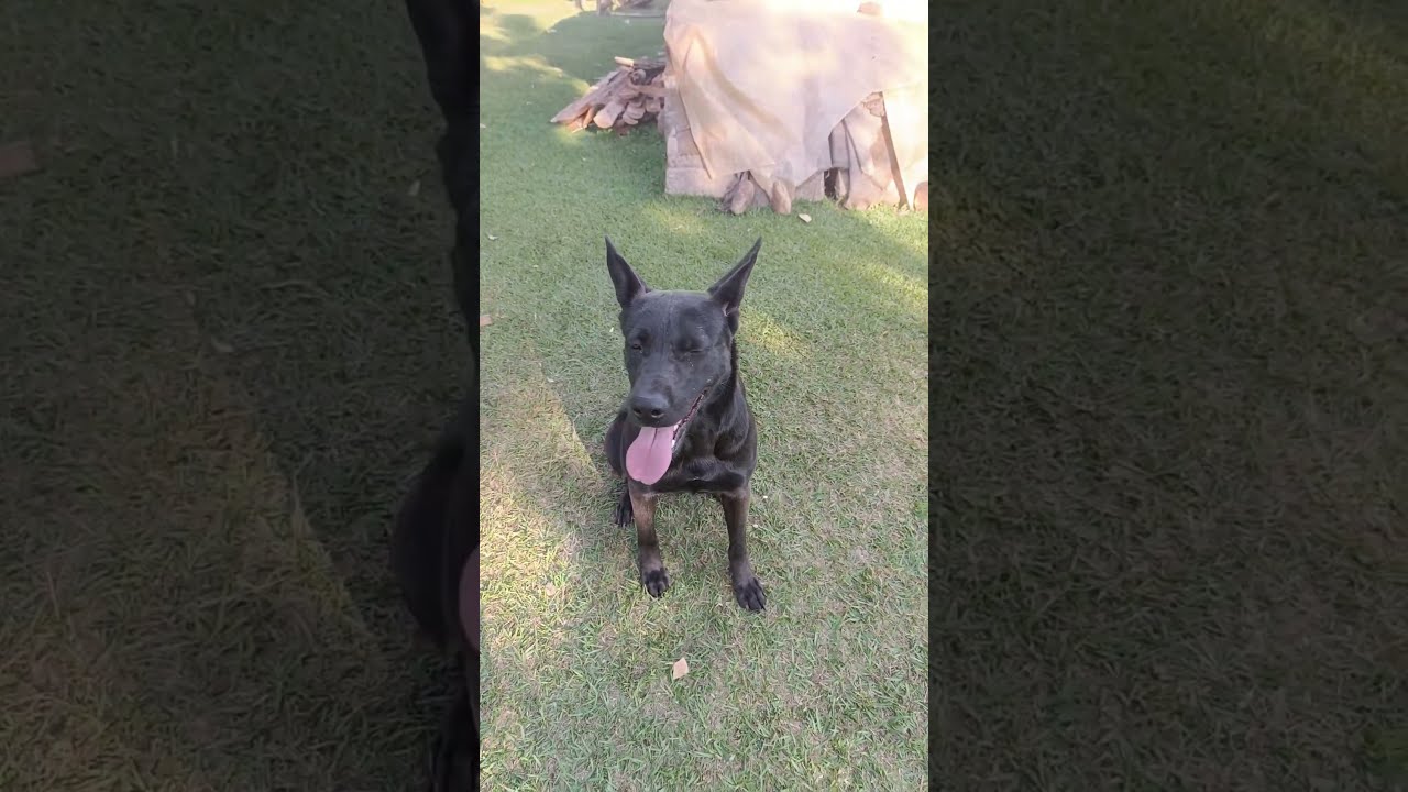Morning Fetch Fun With Bruce Boerboel GSD Energy Unleashed Dogfood Puppy Rawdiet