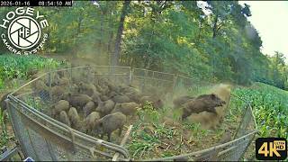 You Wont Believe This Genius Wild Hog Solution The Smart Trap In America