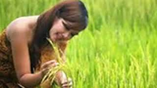 8 Arti Mimpi Lihat Padi Di Sawah Menurut Primbon Jawa Youtube