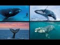 AS MAIORES BALEIAS DO MUNDO!!! CONHEÇA AS 10 MAIORES ESPÉCIES DOS GIGANTES DOS OCEANOS!