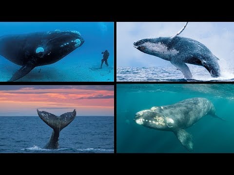 Vídeo: Tipos de baleias: lista, foto. Baleias dentadas: tipos