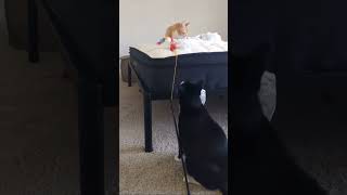 You Won't Believe How These Cats Play! by catatainment 79 views 9 days ago 12 minutes, 1 second