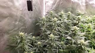 Third week flowering