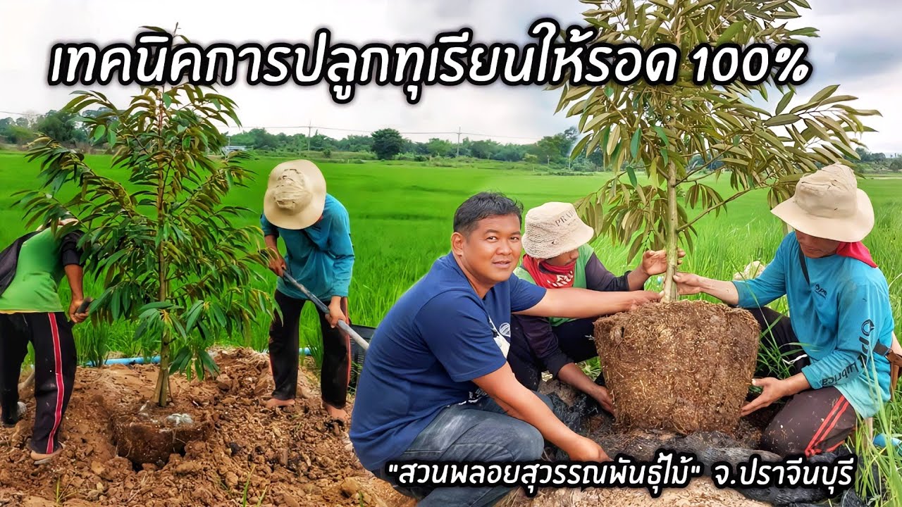 เทคนิคการปลูกทุเรียนให้รอด 100% ปลูกทุเรียนเข่งไซส์ใหญ่ 