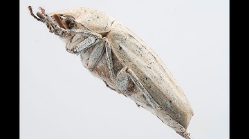 3dMacroscan - White Scarab resolved in Reality Capture