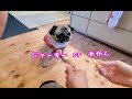 どっちを食べるか悩みすぎておかしくなったパグ犬ぷぅ Pug