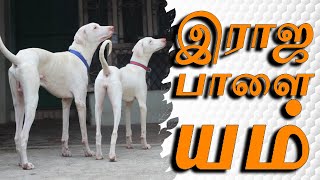 இராஜபாளையம் நாய் உடல் பண்புகள் | Rajapalayam Dog - Physical Characteristics Standards