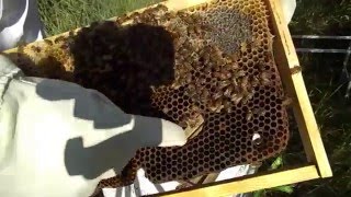 Lookin at H2 (blog)
(not essentially the most interesting)
This one has the old queen in it, and the activity around it is calm.
I would say she was to be queen balled by them as they made at least three queen cells before the split i did, and must have been there because the hive was essentially calm as this one is after the split. The other one (H1) went crazy.after the split.
The cells had already been there. Lookin at H2 (blog)