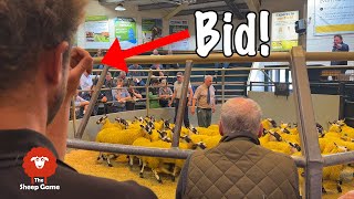 FARMER SELLING SHEEP  |  and buying some replacements!