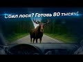 Сбил лося? Готовь 80 тысяч! Как избежать штрафа и спасти свою страховку