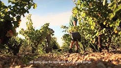 Film de l'appellation Châteauneuf-du-Pape