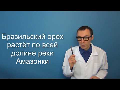 Польза и вред БРАЗИЛЬСКОГО ОРЕХА