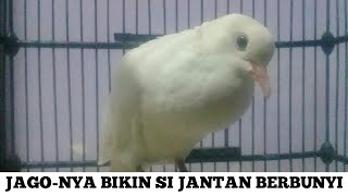 Download Lagu puter putih betina ! ! paling jago memanggil si jantan@camatsuarachannel MP3