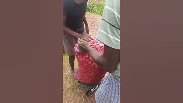 packing and loading small onion