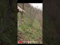 Wild Boar Hunting #hunting #wildboar