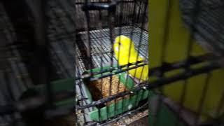 Budgies Eating Soft Food | Yellow Lutino | #budgies #birds #information #sabird #shortsvideo #shorts screenshot 4