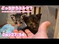 どっちからミルク? ゴミ箱に棄てられたキンと訳ありで保護されたクリ Day27,34 2026 05 13 1