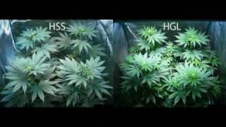 420 Magazine LED Grow Light Comparison Marijuana: Hydro Grow vs Haight Solid State.mpg