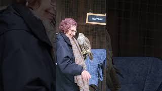 A trained scary bird had poop out during the bird show at Capilano suspension bridge park, Vancouver