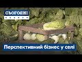 Перспективний бізнес у селі. Як гарно заробляти?