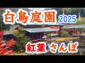 白鳥庭園の紅葉を散策 🍁名古屋の隠れた絶景スポット【2025年紅葉見頃】