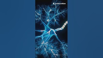 Your Brain Just Lied  The Science of Déja Vu