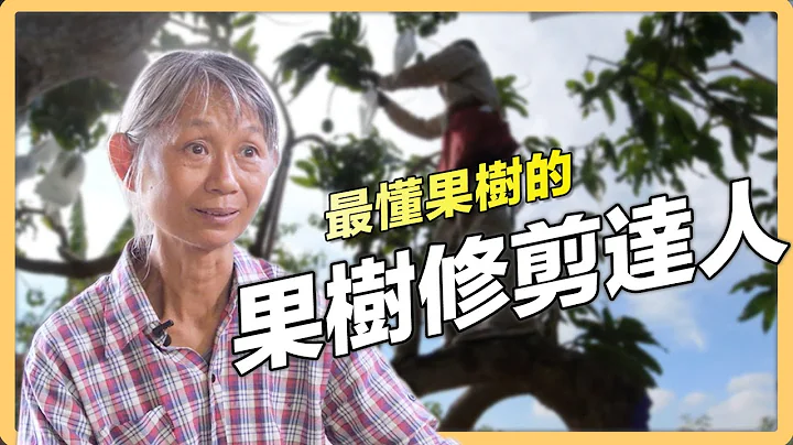 【台南官田】果树修剪达人陈佩云  传授修剪技术 | 有机无毒 | 322 | #美丽心台湾 - 天天要闻