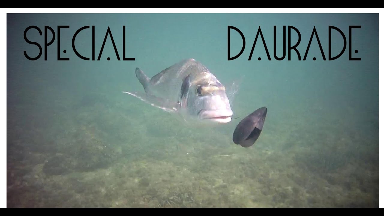 Royal bream eat mussels live YouTube