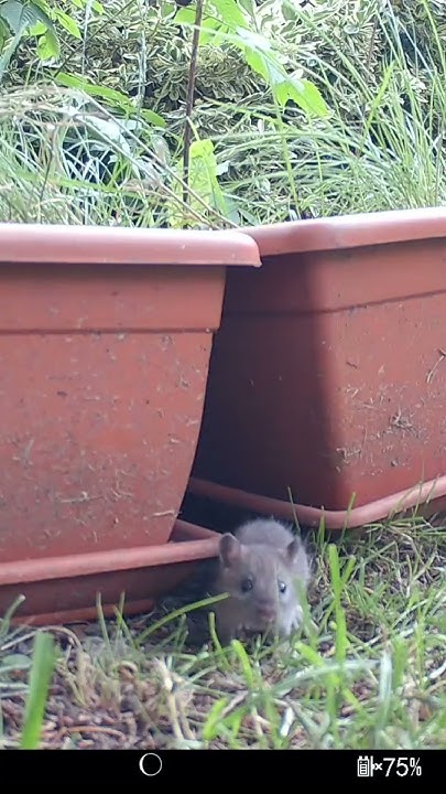 Rattenplage im Garten Nächste Generation in 2024 ist da YouTube