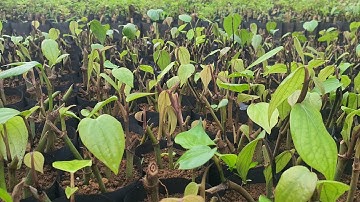 cách dâm và chăm sóc ươm dây tiêu