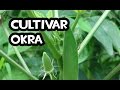 Como cultivar okra en el huerto  la huerta de ivan
