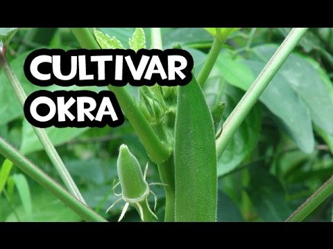 Video: Información sobre el cultivo y la cosecha de okra