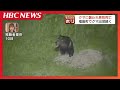 【クマにおびえるマチ】2種類の足跡から少なくとも2頭以上が別々に行動か「不安ですね外を出て歩けない」4年前には女性が、おととしは男子大学生が犠牲に