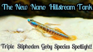 My NANO Hillstream Tank + 3 Goby (Stiphodon) Species Spotlight. Freshwater Aquarium Biome